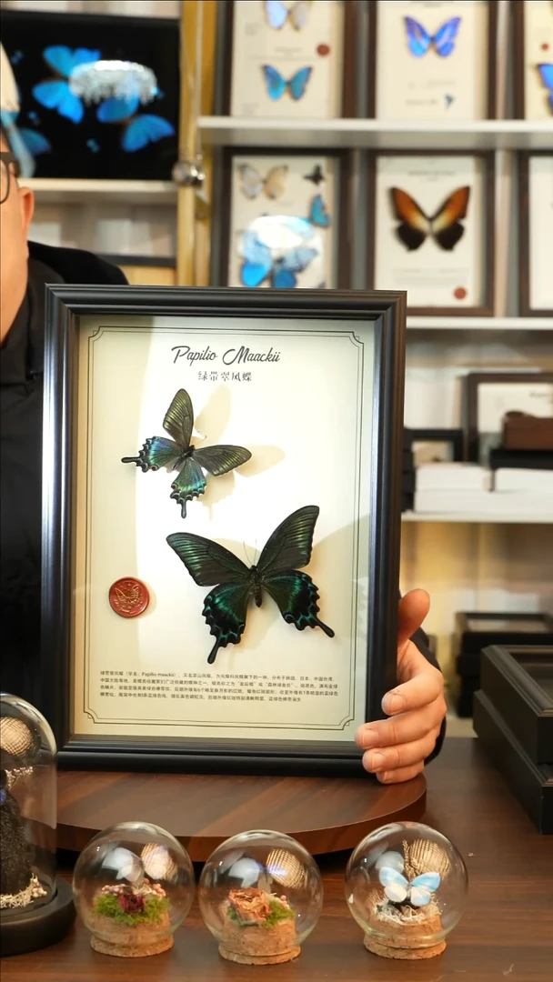 绿带翠凤蝶春+夏款双蝶（A4黑框）A626