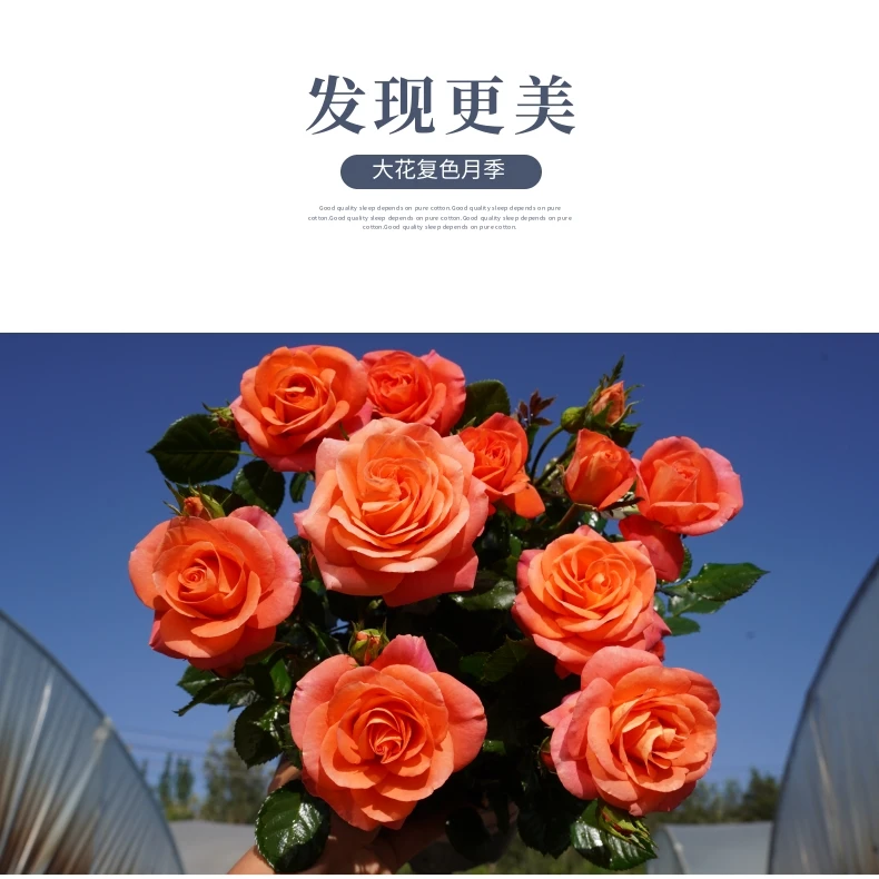 翔云花园[橙色甜心】 大号月季花盆栽阳台好养的花园绿植大花花卉