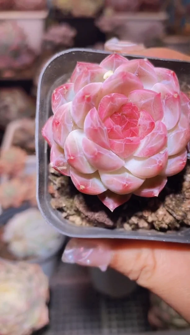 【闪购商品】262井中月