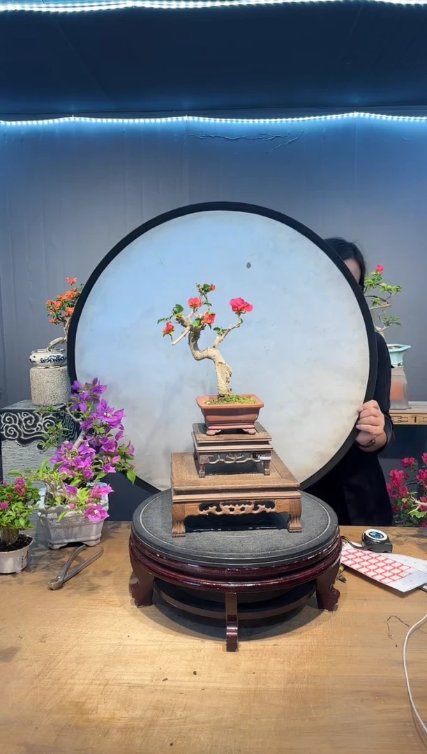 闽*妹三角梅中国红