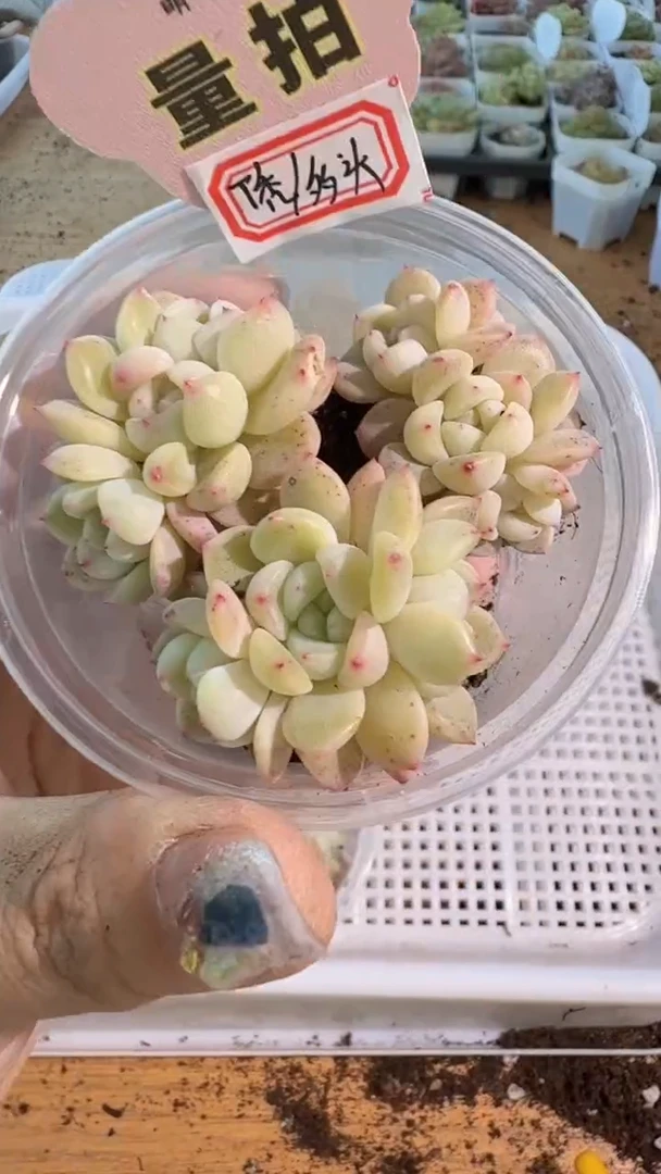 T秃/多头 3颗量拍混发 满9.9包邮