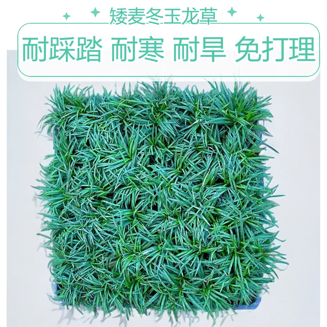 日本矮麦冬草玉龙草庭院草坪绿化地被植物托盘麦冬耐寒小麦冬草苗