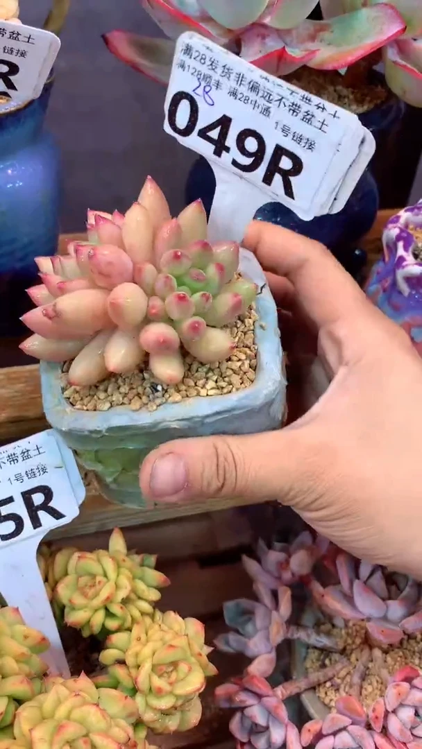 049R（一物一拍实付满28发货，默认不带盆土）