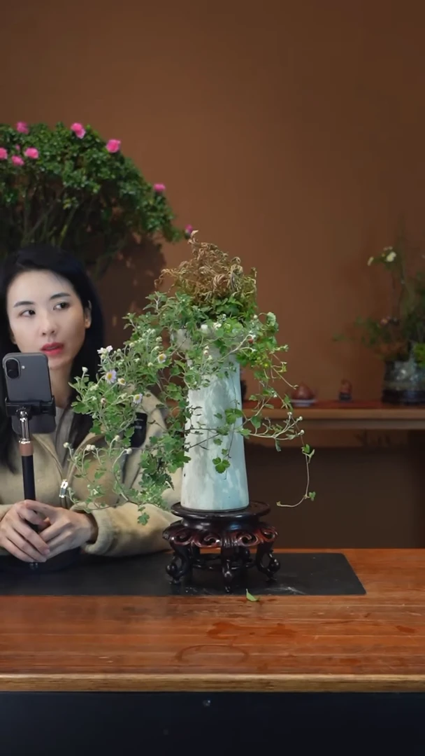 全部花朵山野草盆景盆景盆景