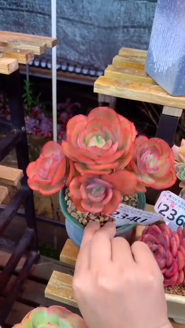 234U(一物一拍实付满28发货，默认不带盆土）