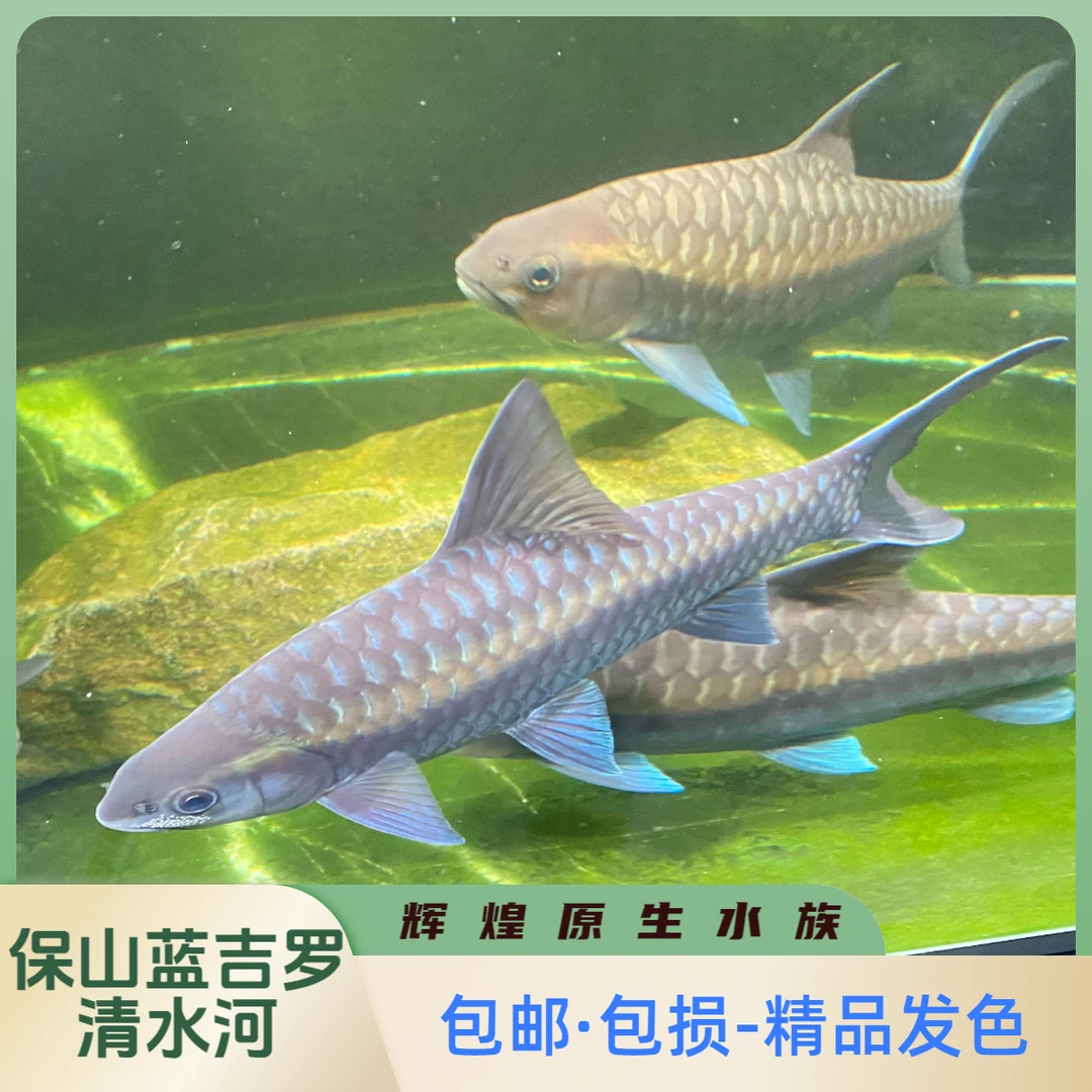 清水河保山蓝吉罗保山新光唇#原生鱼