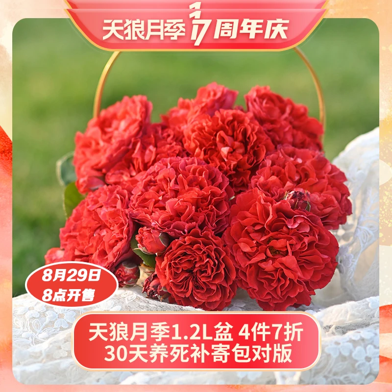 【天狼月季17周年庆】月季1.2升盆涵仙龙沙蓝雨等庭院阳台爬藤花卉
