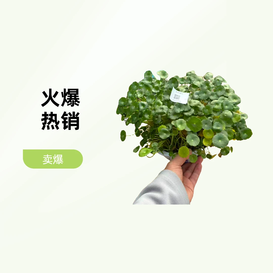 水培铜钱草盆栽，四季常青好养活，新手必备的懒人绿植  满100延吉市内免费送货到家