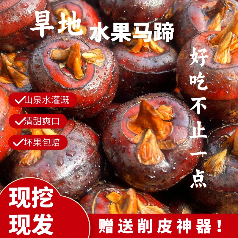 广西桂林水果马蹄 荸荠 5斤装
