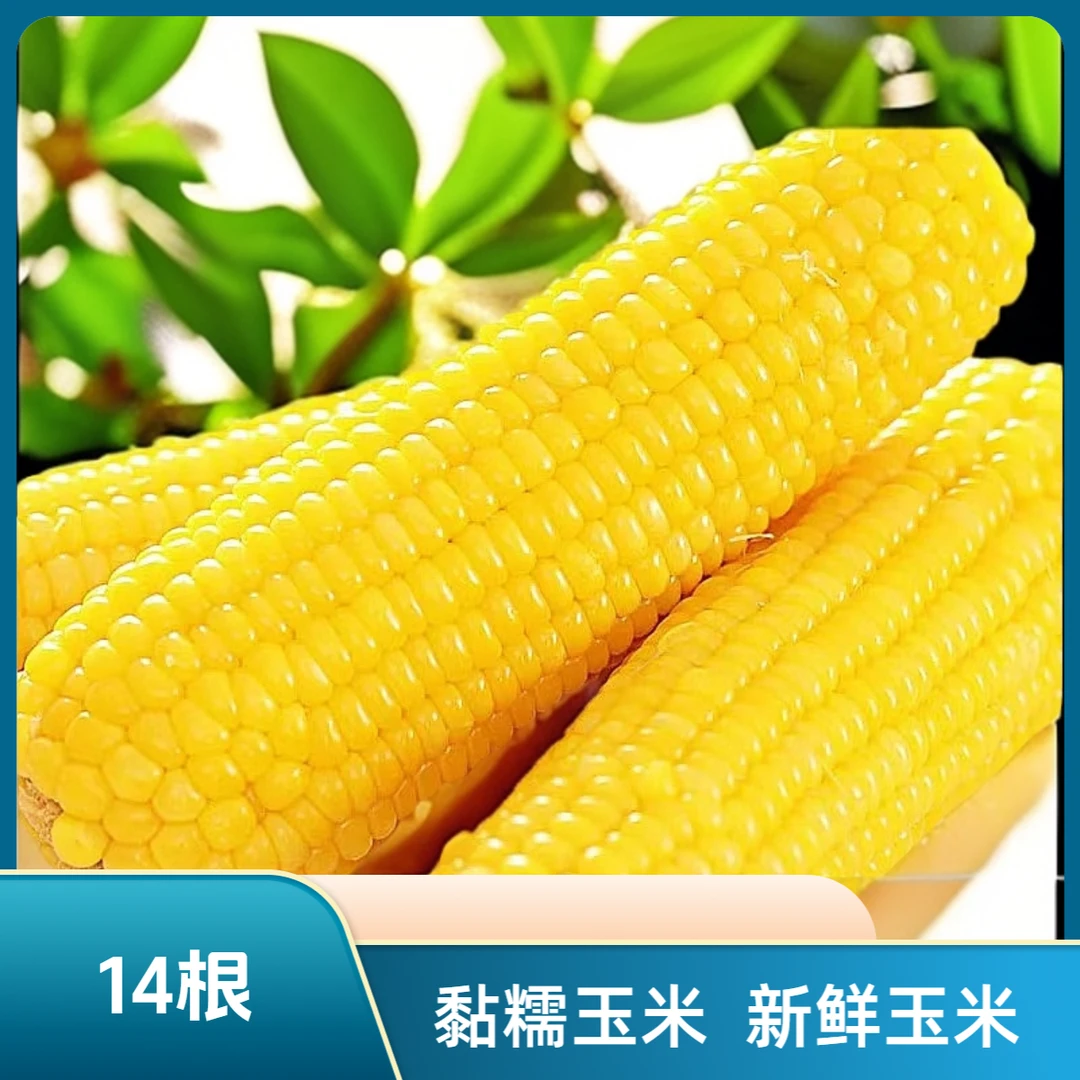 东北黑土地黄糯黏玉米香甜软糯粘黏新鲜现摘24年新玉米 14根