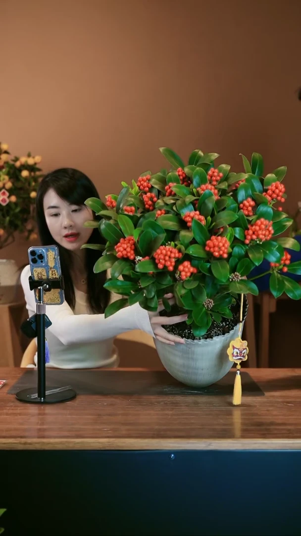 【闪购商品】盆景红玉珠