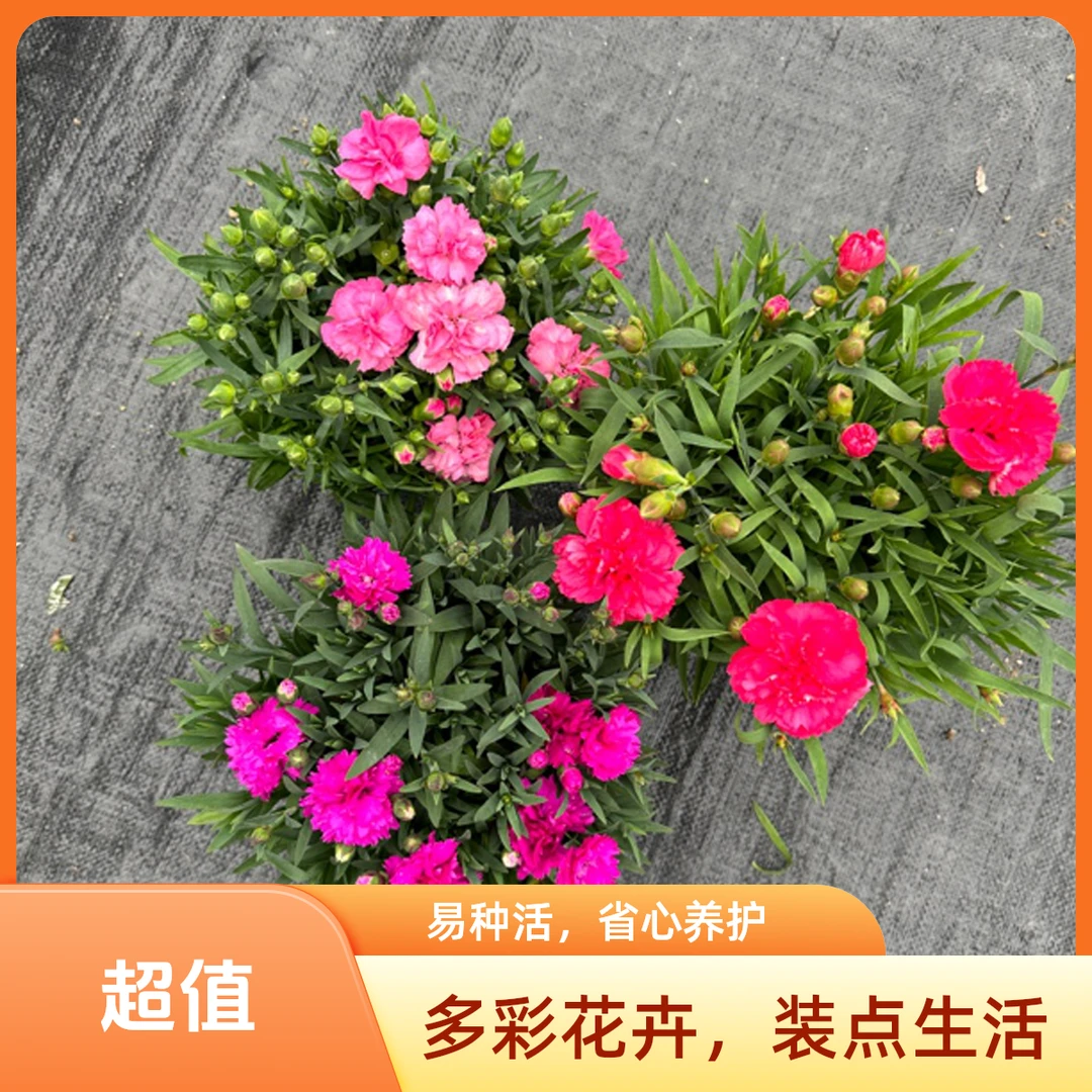 康乃馨盆栽带花苞大花四季开花室内阳台石竹花苗好养绿植花卉礼物