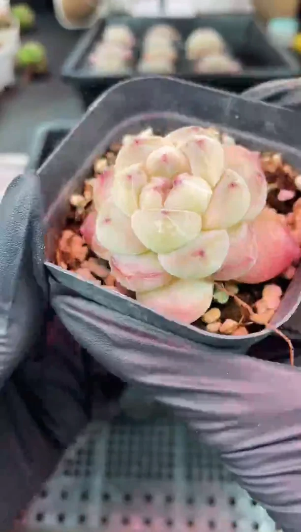 1380 白冰钻石3-4厘米量拍发一颗