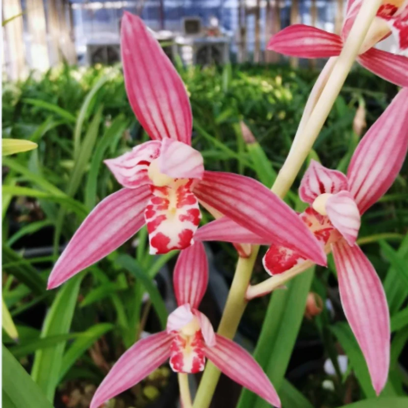 建兰【胭脂粉黛】浓香型 红花铭品 花期6-11月