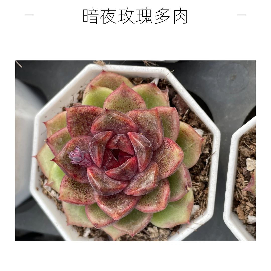 暗夜玫瑰实物以直播间为准满20包邮