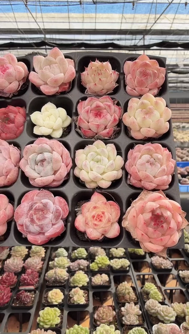 东云多肉园新款-142