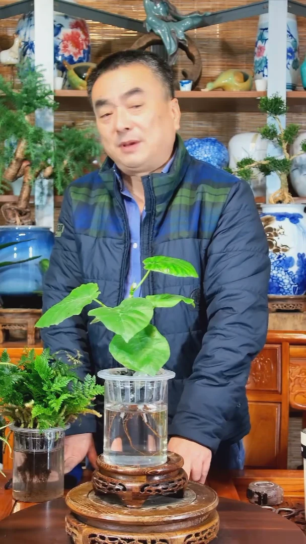 无花朵英水之韵水培爱心榕