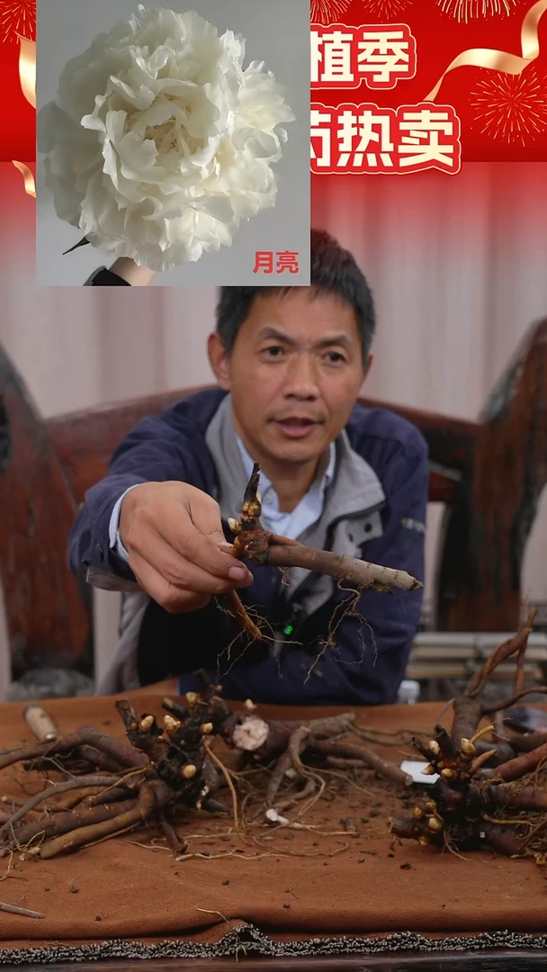 【晚间原颗芍药一物一拍】26号