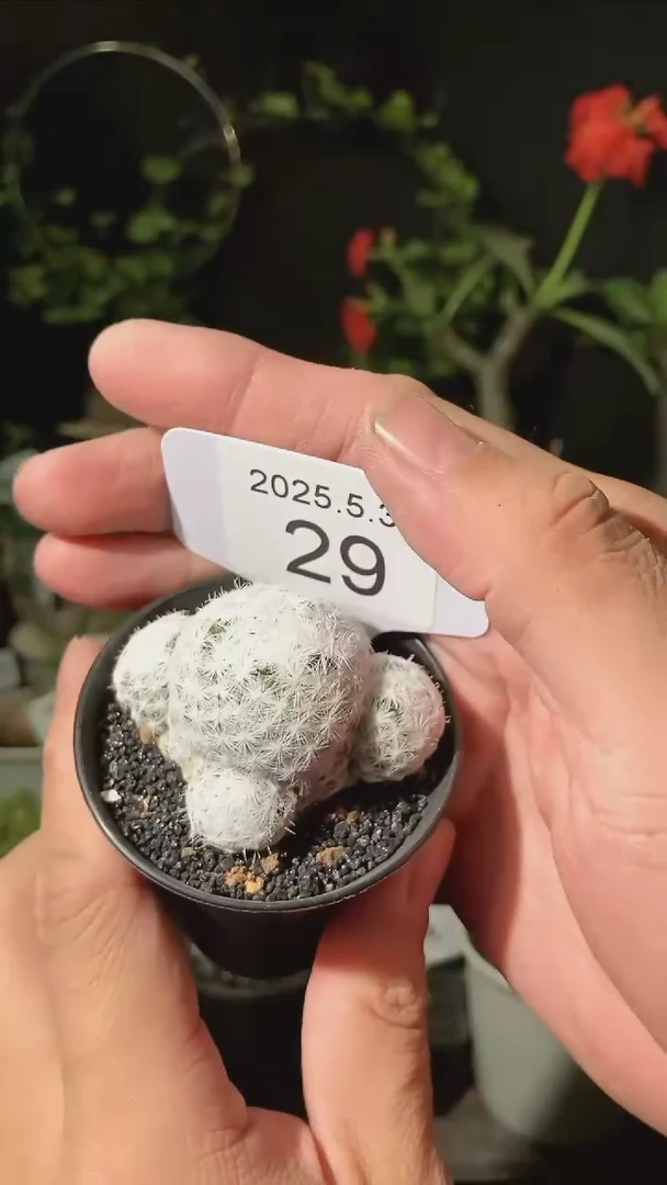 29号5.31福利吉春星