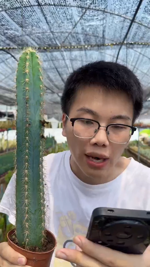 大单头 蓝柱【带根】