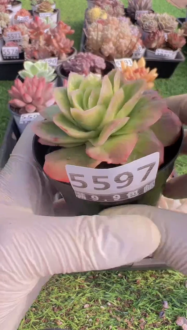 【闪购商品】信福多肉一物一拍