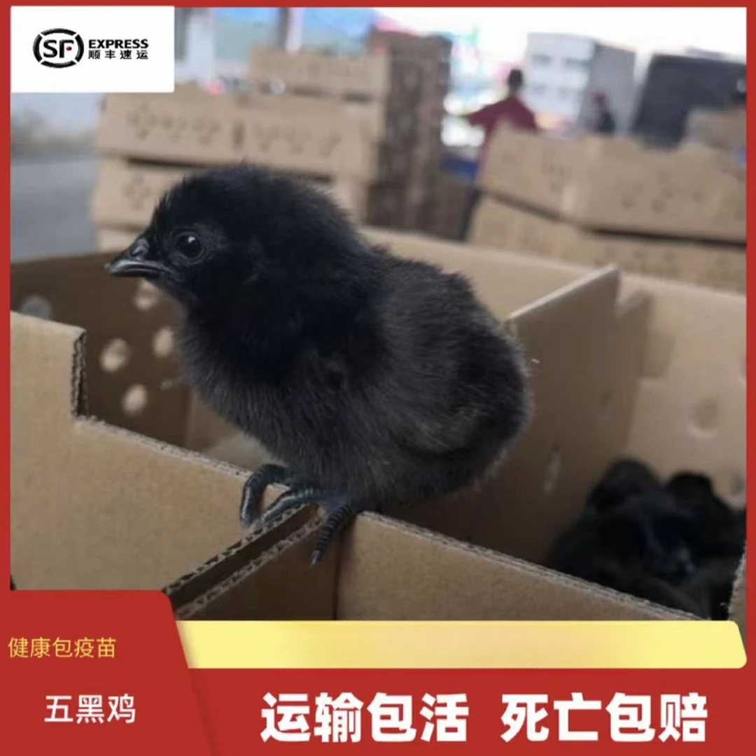 【出売】宠物鸡五黑乌骨鸡55只三个月左右产蛋