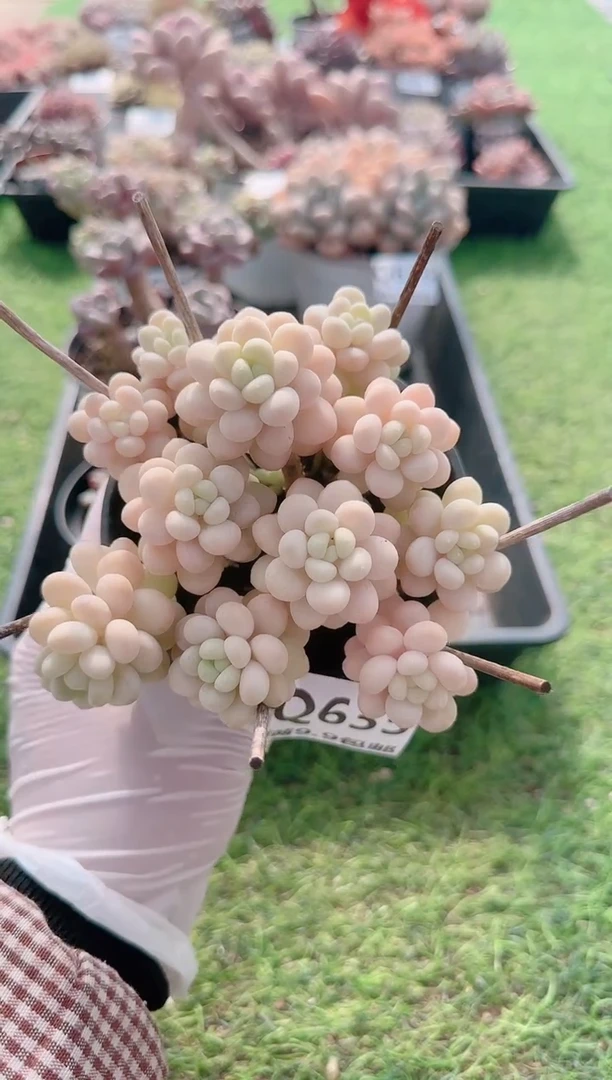 【闪购商品】梦会多肉一物一拍