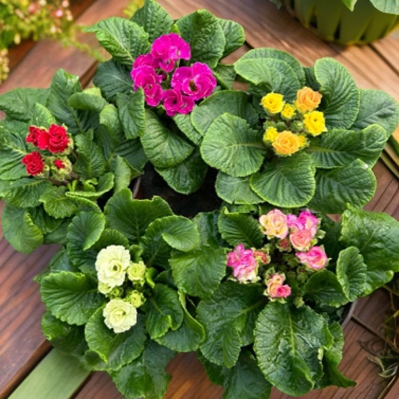 重瓣玫瑰报春花盆栽 欧洲花卉冬季耐寒 带香味室外阳台种植带花苞