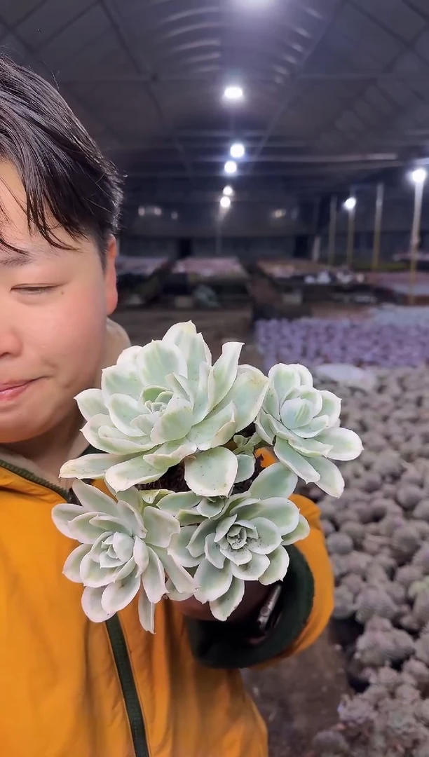 柠檬玫瑰 4.88