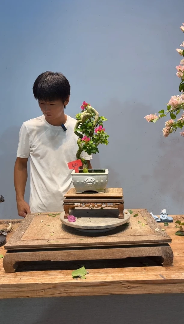全部花朵平**福三角梅40