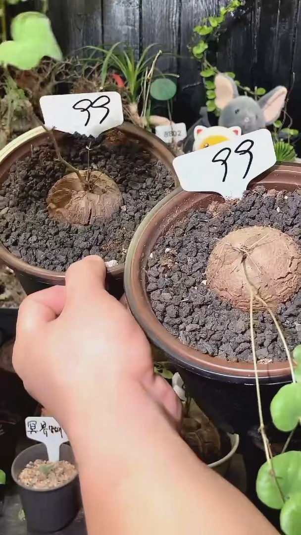 99号1024福利特价南非龟甲龙套餐