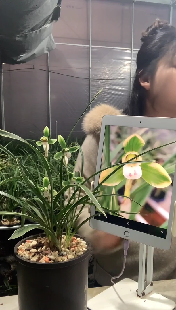 大部分开放少量花苞雪山天草5苗带花种好发货