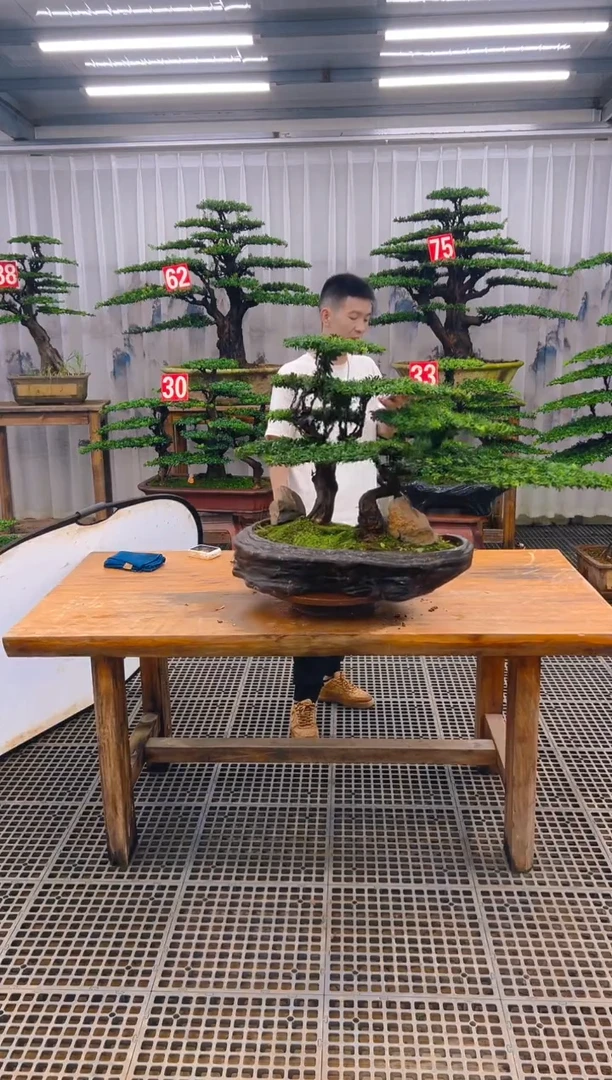 无花朵超*精品盆景直播间一物一拍