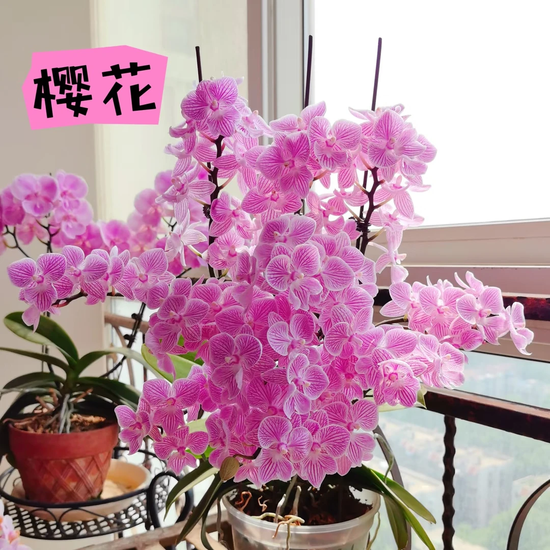 爆花机器2个花剑起 十里桃花【樱花】花量超多 一颗成景蝴蝶兰