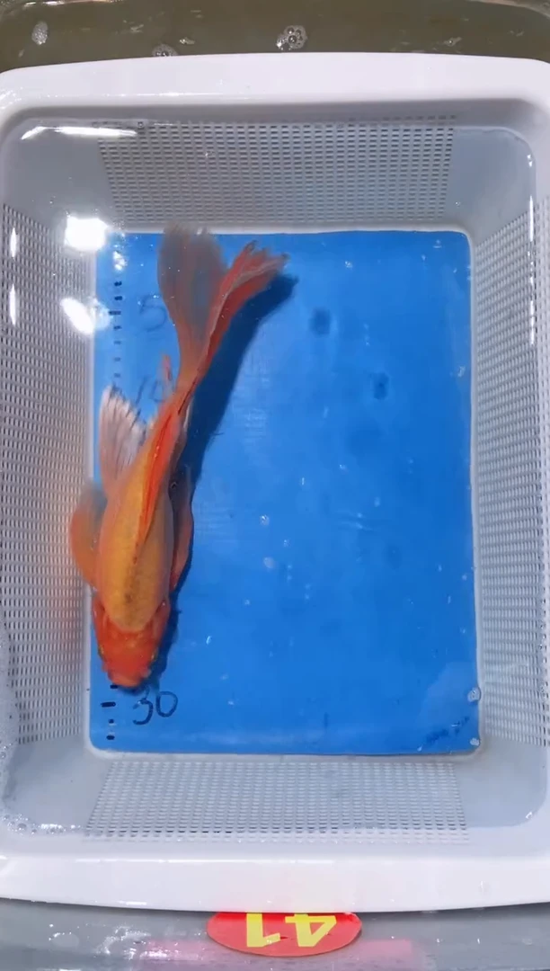 锦鲤锦鲤蝴蝶鲤鱼拍开箱视频包售后