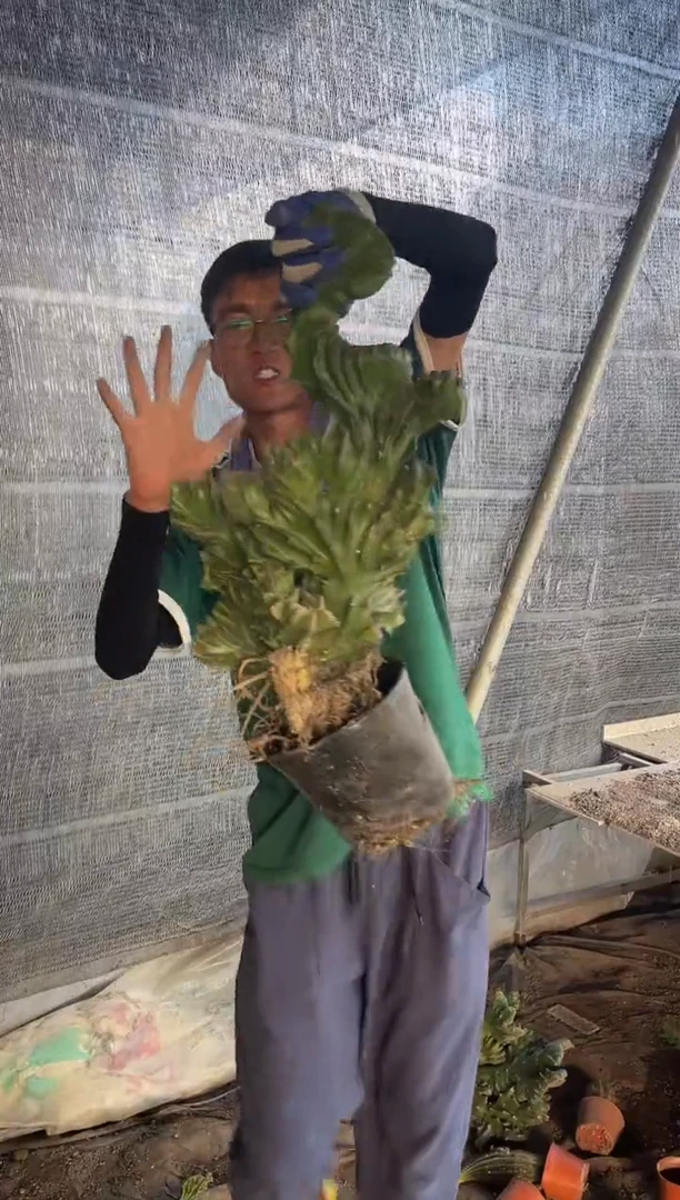 大号帝国麒麟   18