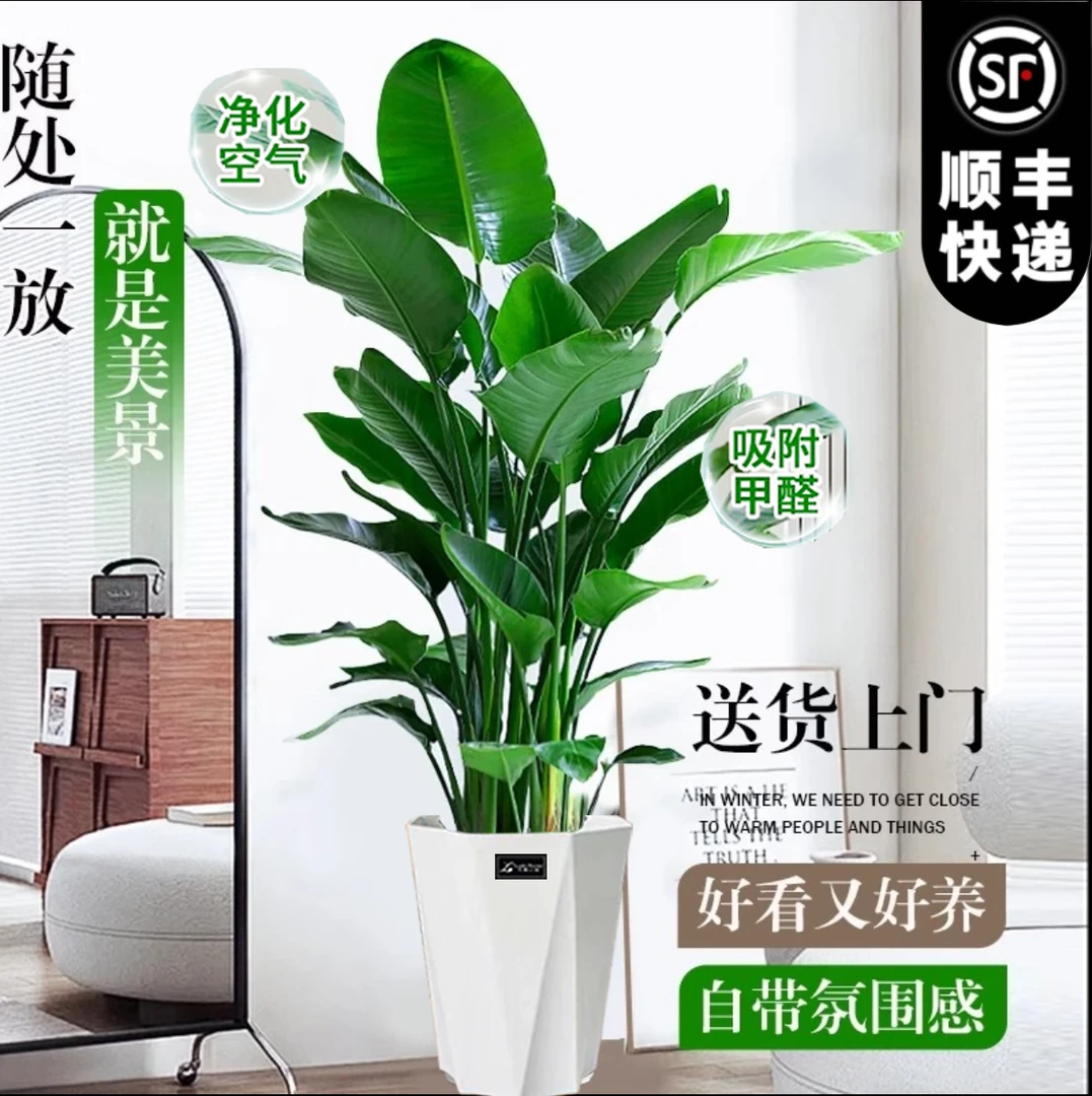 【A级老桩 顺丰上门】1.5-1.6米天堂鸟大叶美观净化空气新手好养