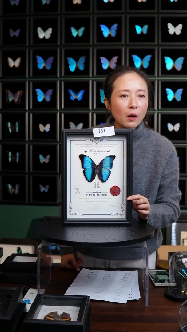 蝴蝶标本摆件竞拍梦幻闪蝶I51