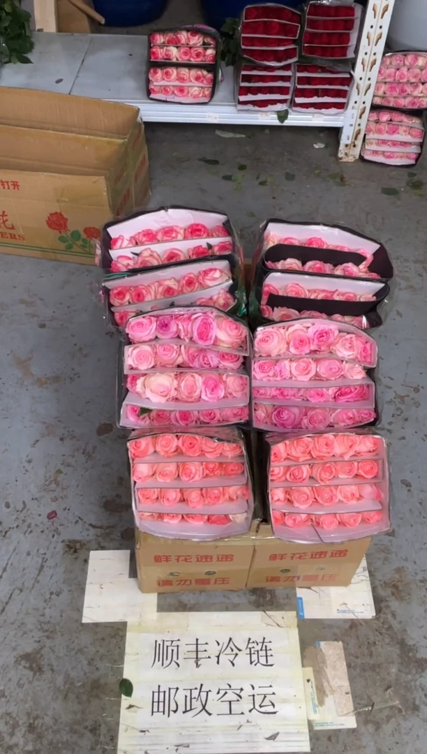 戴安娜20枝+洛神20枝+艾沙20枝