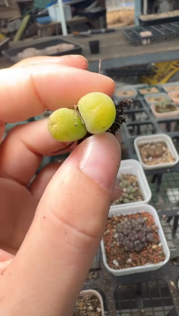 11-214多肉植物肉锥