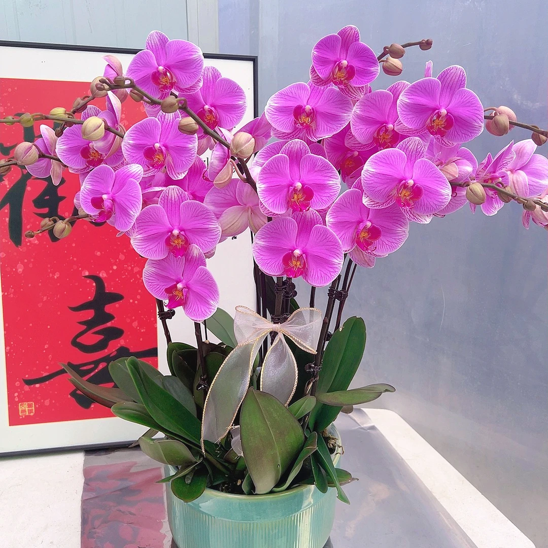 [海洋之心06]3.0寸粉色大花型蝴蝶兰带花带花包发货