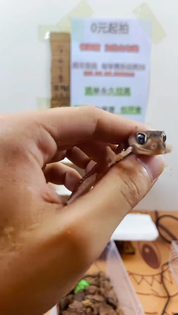 豹纹守宫豹纹守宫幼苗亚成体成体肥尾