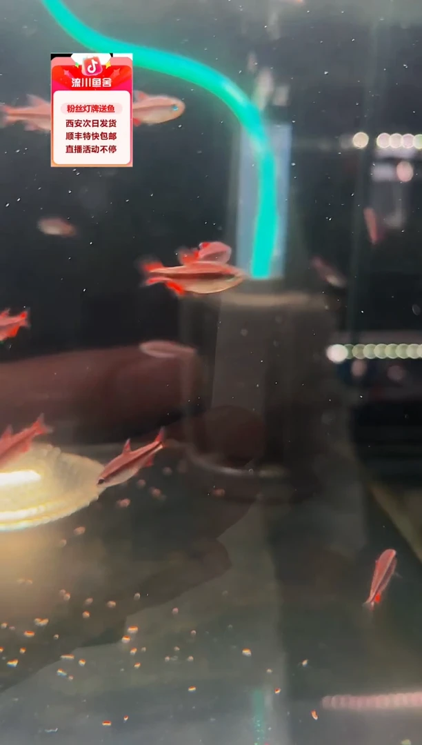 海水鱼D*g海克斯科技灯鱼