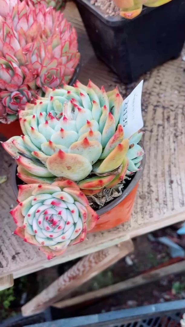 【闪购商品】23135