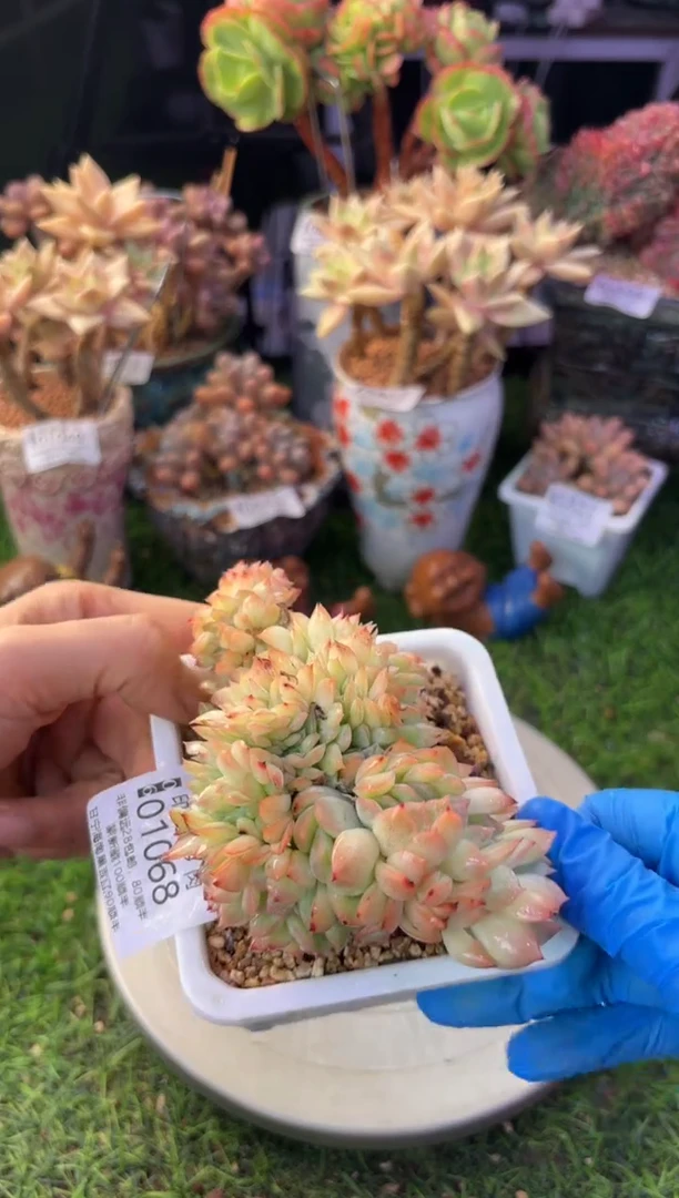 昆明印象多肉01068