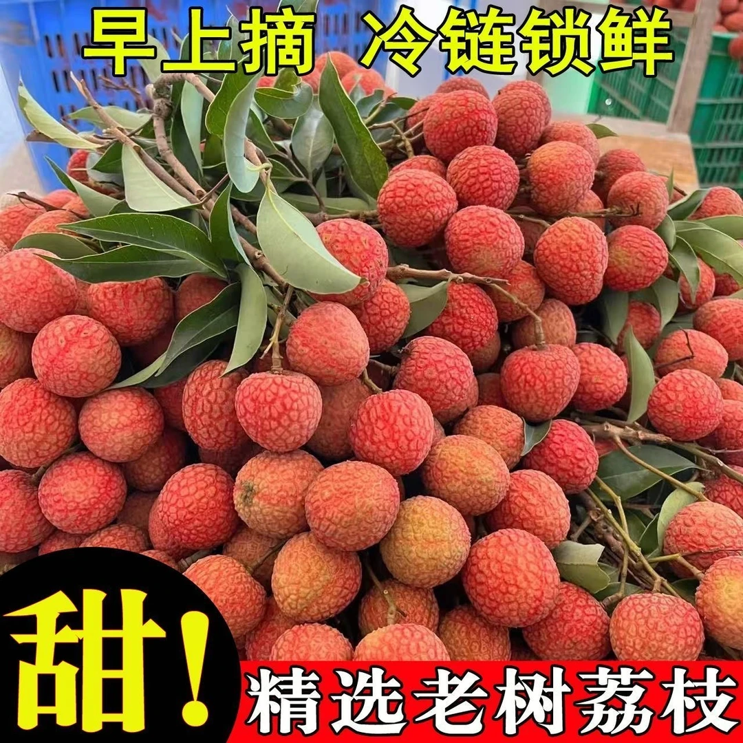 【冷链直发】头茬黑叶新鲜荔枝当季新鲜水果当季精选果