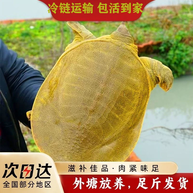 外塘鲜活青黄背甲鱼生猛水鱼到家生态自然高营养肥美稻田老鳖足斤