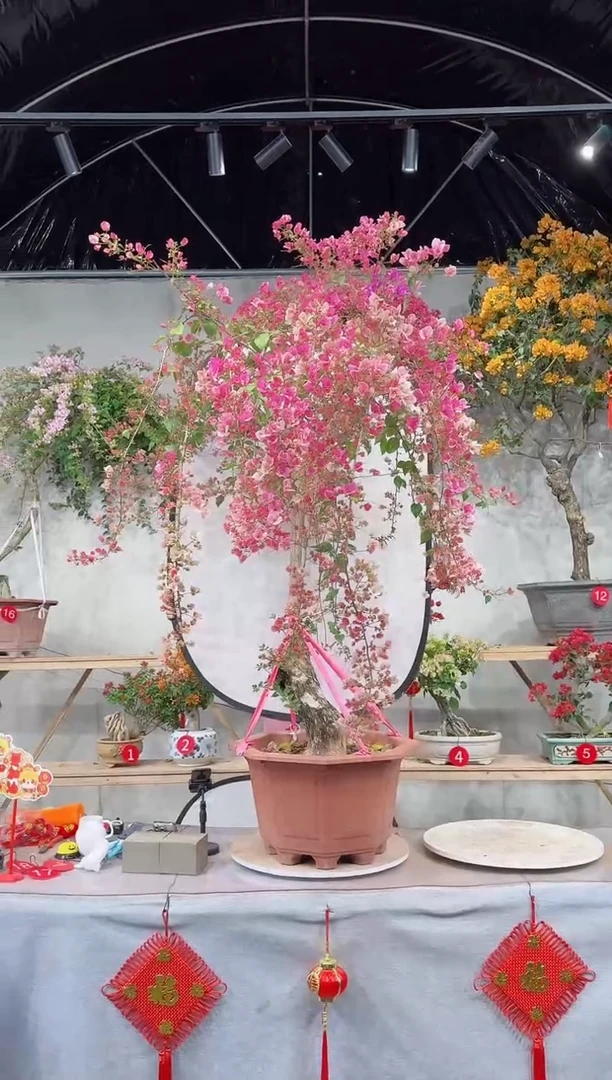 【闪购商品】盆景红樱