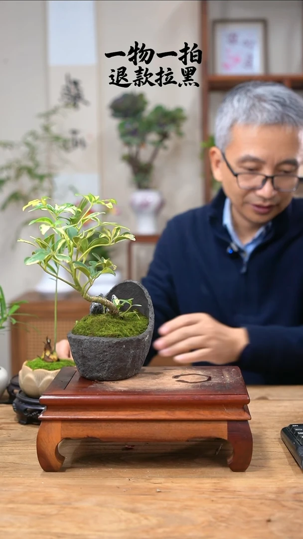 完全开放哥****师339鸭脚木