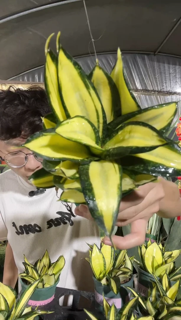 白月光带盆土24.8